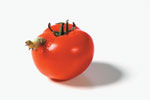 Caterpillars Eating a Tomato